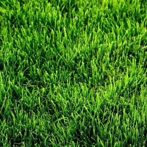 Искусственная трава High Grass 4м, Condor